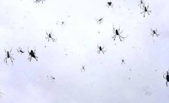 Qué es la lluvia de arañas: de qué se trata este fenómeno y por qué ocurre | Fenómenos naturales