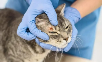 Parece un rasguño, pero es un hongo: la afección que transmiten los gatos a los humanos | Salud