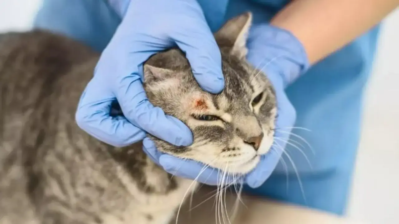 Parece un rasguño, pero es un hongo: la afección que transmiten los gatos a los humanos