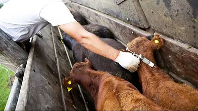 Campaña sanitaria 2026: Misiones avanza en la protección del sector ganadero con inmunización Campaña sanitaria 2026: Misiones avanza en la protección del sector ganadero con inmunización