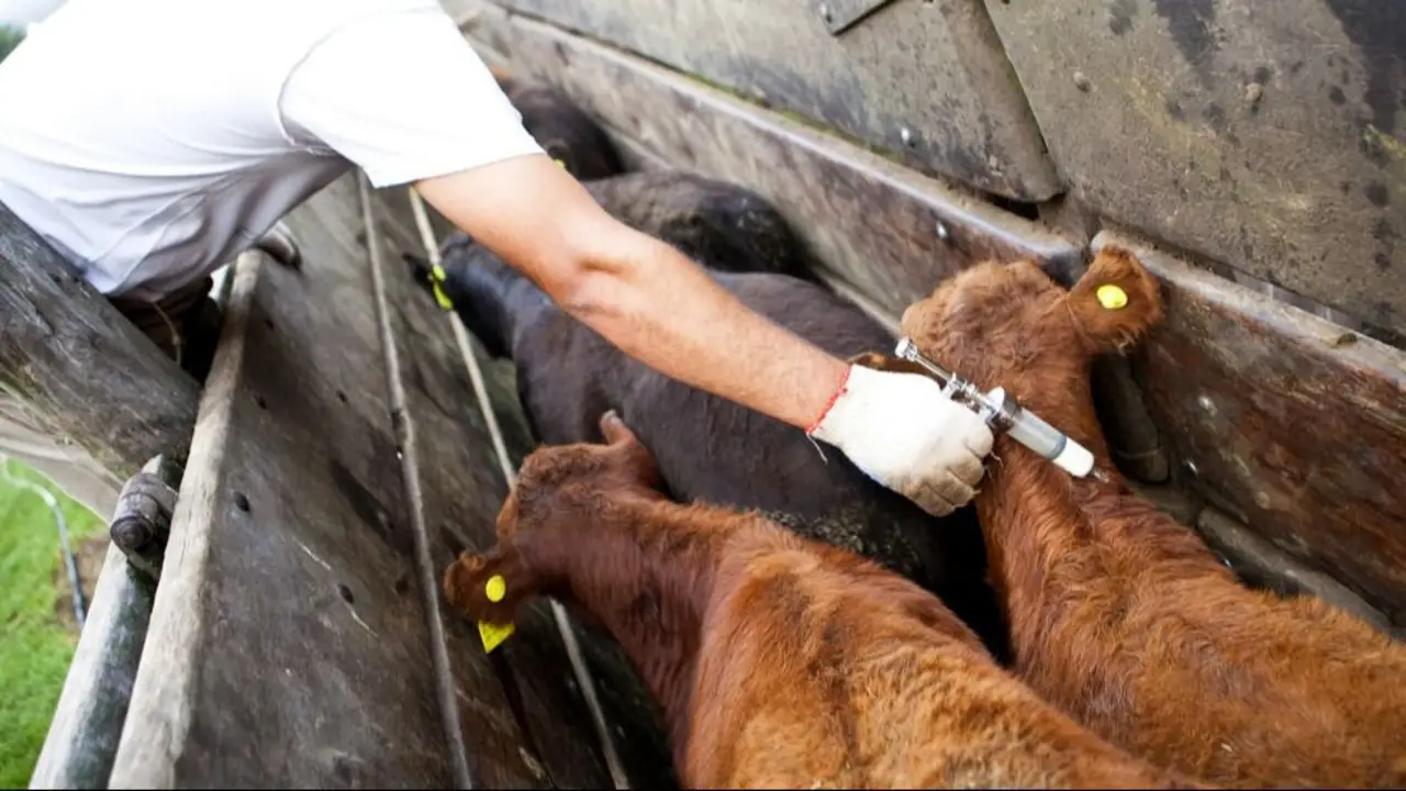 Campaña sanitaria 2026: Misiones avanza en la protección del sector ganadero con inmunización