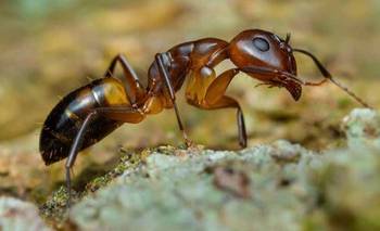 John Whitfield: “Hay una sociedad alienígena bajo nuestros pies que la mayoría desconoce” | Ciencia 