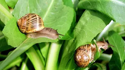 Regresó a su hábitat natural una especie que se creía extinta hace más de 30 años Regresó a su hábitat natural una especie que se creía extinta hace más de 30 años