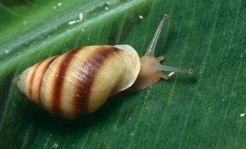 Histórico: caracoles hawaianos vuelven a la naturaleza tras 30 años | Animales