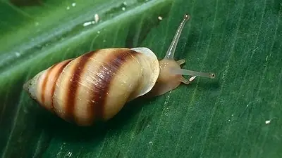 Cómo son los caracoles hawaianos. Cómo son los caracoles hawaianos.