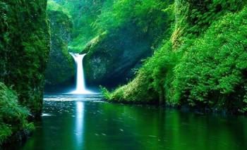 Reapareció un mamífero en extinción tras 150 años: su impacto en el ecosistema | Naturaleza