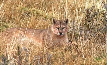 Por qué apareció un puma en el Parque Pereyra: la hipótesis de las autoridades | Animales