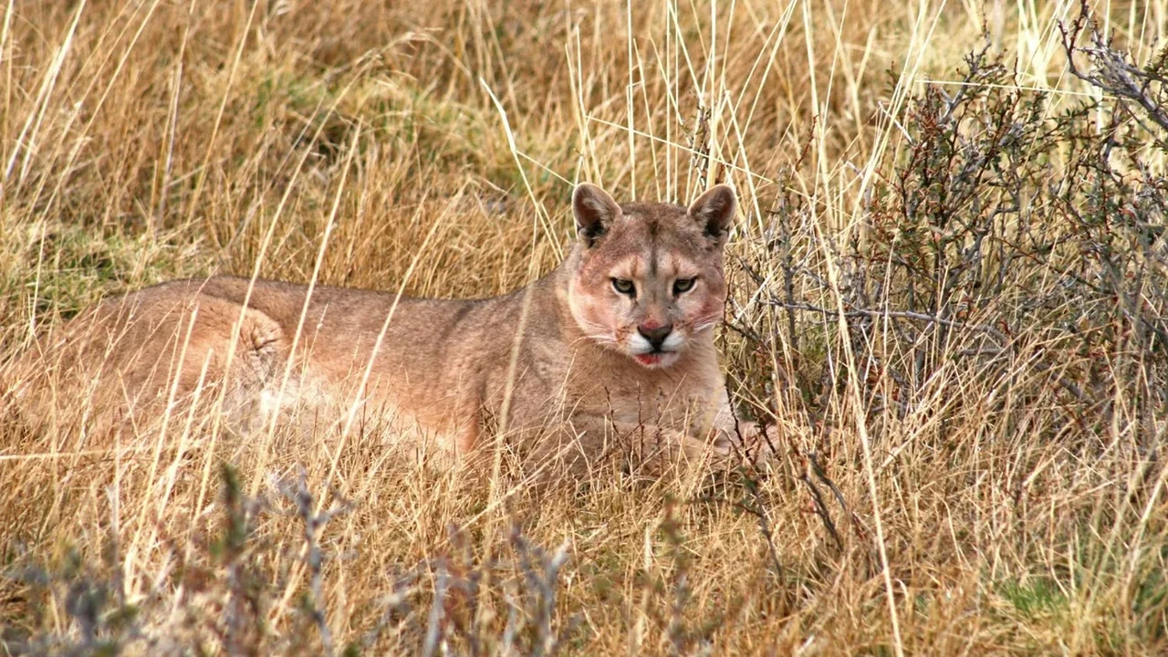 Por qué apareció un puma en el Parque Pereyra: la hipótesis que manejan las autoridades