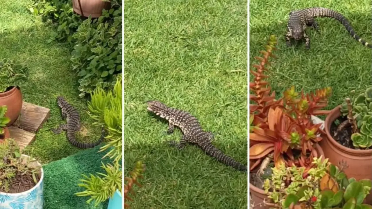 El curioso caso del lagarto overo que encontró casa en La Plata y vuelve todos los días