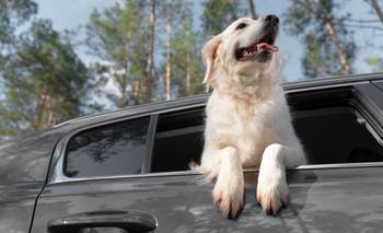 Patricia Paredes, médica veterinaria: "Hay que evaluar si la mascota puede viajar" | Escapadas