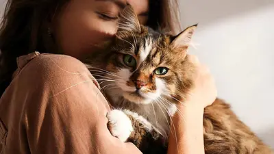¿Tu gato está en peligro? Un brote silencioso preocupa a expertos ¿Tu gato está en peligro? Un brote silencioso preocupa a expertos