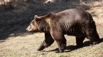 Reubicaron con éxito a dos osos pardos y a una tigresa que vivían en el antiguo zoológico de Luján Reubicaron con éxito a dos osos pardos y a una tigresa que vivían en el antiguo zoológico de Luján
