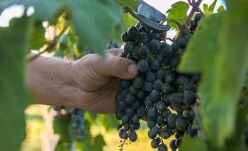 El nuevo destino para degustar vinos cerca de Buenos Aires con termas incluídas | Escapadas