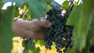 Uvas Uvas