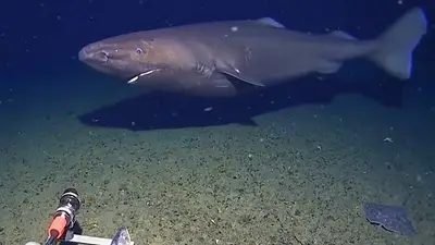 tiburón dormilón en la Antártida. tiburón dormilón en la Antártida.
