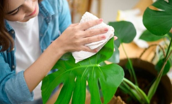 Chau al sufrimiento de tus plantas: cómo saber cuándo regarlas | Trucos caseros
