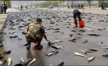 Qué es la lluvia de peces: de qué se trata este fenómeno y por qué ocurre | Fenómenos naturales