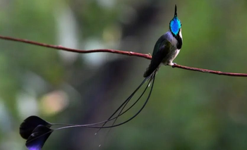 Lo llaman el picaflor espátula y es una de las aves más buscadas del mundo | Animales