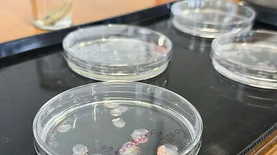 Investigadores españoles desarrollan una córnea artificial de bajo coste a partir de escamas de pescado Investigadores españoles desarrollan una córnea artificial de bajo coste a partir de escamas de pescado