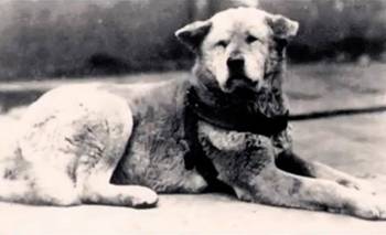 El perro que simboliza la lealtad: cómo es la historia del legendario Hachikō | Animales