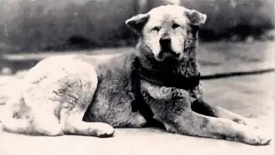 Hachiko, perro. Hachiko, perro.