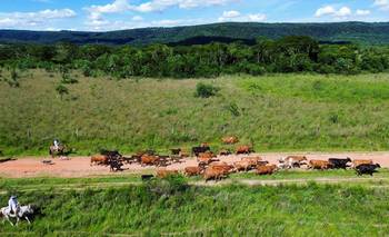 BID Invest aprueba financiamiento de 165 millones de dólares para proyecto forestal en Paraguay | Paraguay