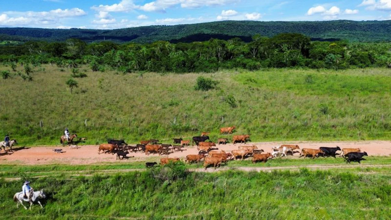 BID Invest aprueba financiamiento de 165 millones de dólares para proyecto forestal en Paraguay