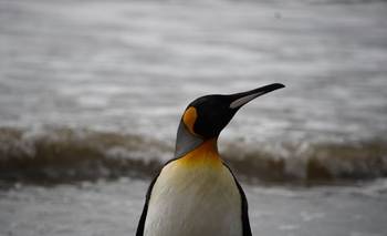 Rescataron a un pingüíno rey en el Río de la Plata | Animales