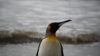 Rescataron a un pingüino rey en el Río de la Plata: ¿Cómo llegó hasta el Conurbano? Rescataron a un pingüino rey en el Río de la Plata: ¿Cómo llegó hasta el Conurbano?