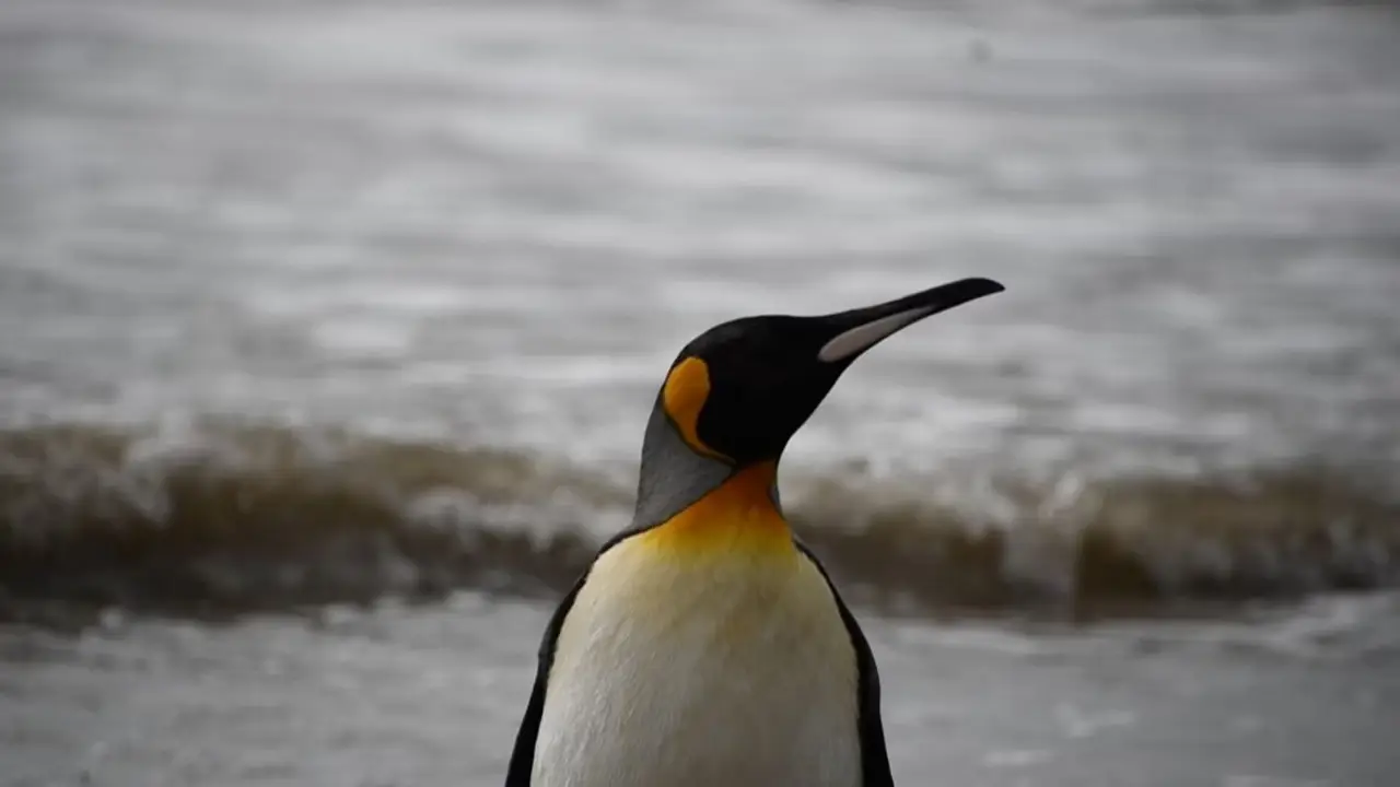 Rescataron a un pingüino rey en el Río de la Plata: ¿Cómo llegó hasta el Conurbano?