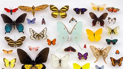 La mariposa gran carey (Nymphalis polychloros), considerada desaparecida en Reino Unido desde los años 60, volvió a observarse en distintos bosques del sur. La mariposa gran carey (Nymphalis polychloros), considerada desaparecida en Reino Unido desde los años 60, volvió a observarse en distintos bosques del sur.