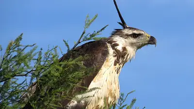 El CONICET lanzó un nuevo streaming de 24 horas sobre un pichón de águila único El CONICET lanzó un nuevo streaming de 24 horas sobre un pichón de águila único