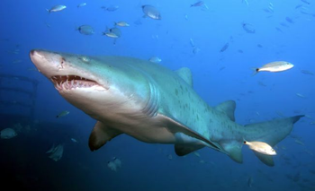 ¿El tiburón bacota es peligroso? Qué dicen los expertos | Animales