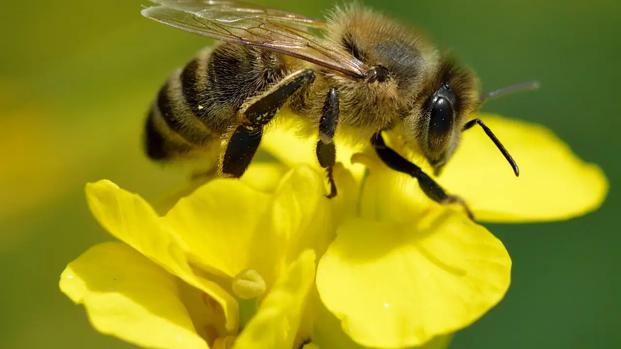 SOS: proponen espacios mínimos para proteger insectos polinizadores 