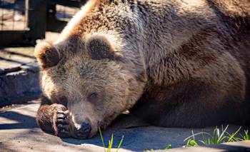 Qué pasó con los osos y la tigresa del zoológico de Luján | Animales