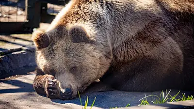 Qué pasó con los osos y la tigresa del zoológico de Luján: dónde y cómo están ahora Qué pasó con los osos y la tigresa del zoológico de Luján: dónde y cómo están ahora