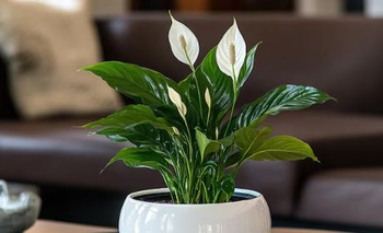 Las mejores 4 plantas para decorar tu casa: crecen todo el año y necesitan pocos cuidados | Plantas