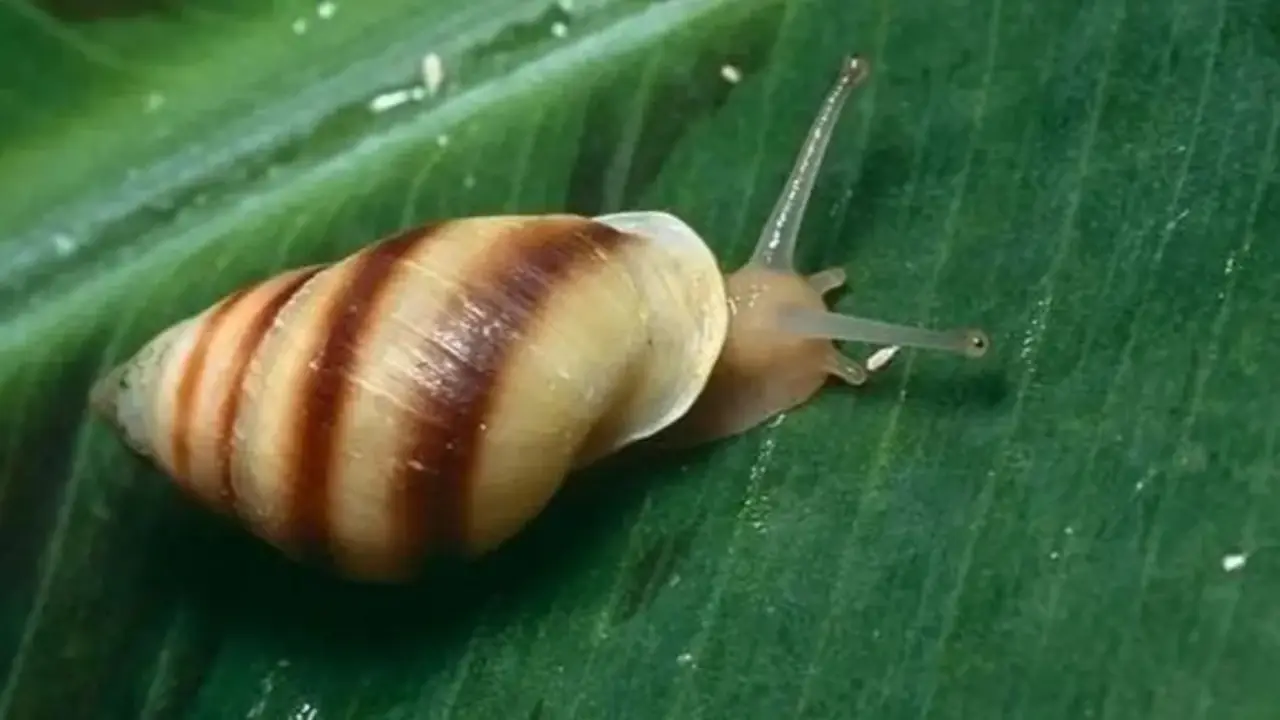 Reaparecen después de 30 años: los raros caracoles hawainos que volvieron a su hábitat y revolucionan la ciencia