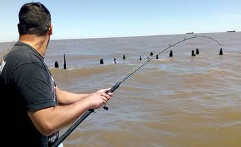 Prohíben por dos meses la pesca de merluza en el Río de la Plata | Animales