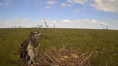 Así fue el primer vuelo de Yupanqui: el stream del Conicet trasmitió el crecimiento de un pichón de águila Así fue el primer vuelo de Yupanqui: el stream del Conicet trasmitió el crecimiento de un pichón de águila