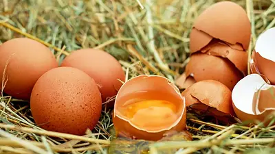 huevos huevos