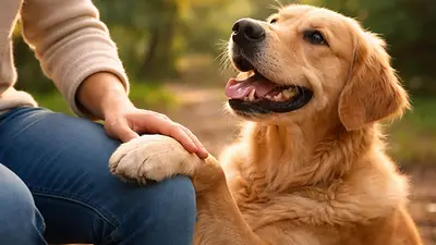 Qué significa que tu perro apoye sus patas sobre vos: las claves para entender este gesto y lo que intenta comunicar. Qué significa que tu perro apoye sus patas sobre vos: las claves para entender este gesto y lo que intenta comunicar.
