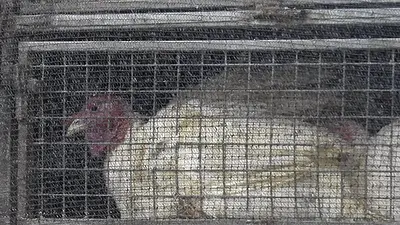 Chile detectó nuevo caso de gripe aviar H5N1 en aves de corral Chile detectó nuevo caso de gripe aviar H5N1 en aves de corral