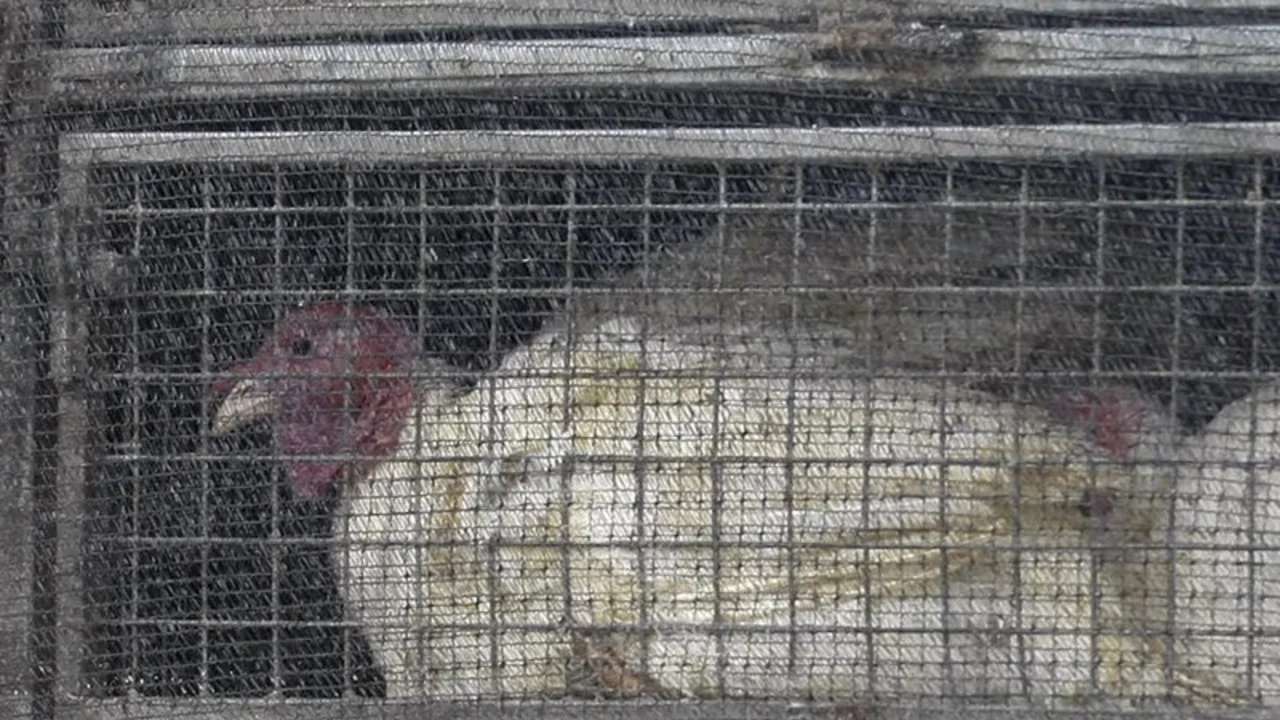 Chile detectó nuevo caso de gripe aviar H5N1 en aves de corral