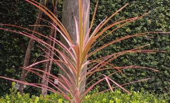 El misterio de la Dracaena: la NASA la nombró como la planta más purificadora | Ciencia 