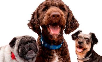 Qué deberías tener en cuenta antes de adoptar un segundo perro | Animales