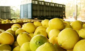 Productores rechazan la importación de limones y alertan por el impacto en Tucumán | Tucumán
