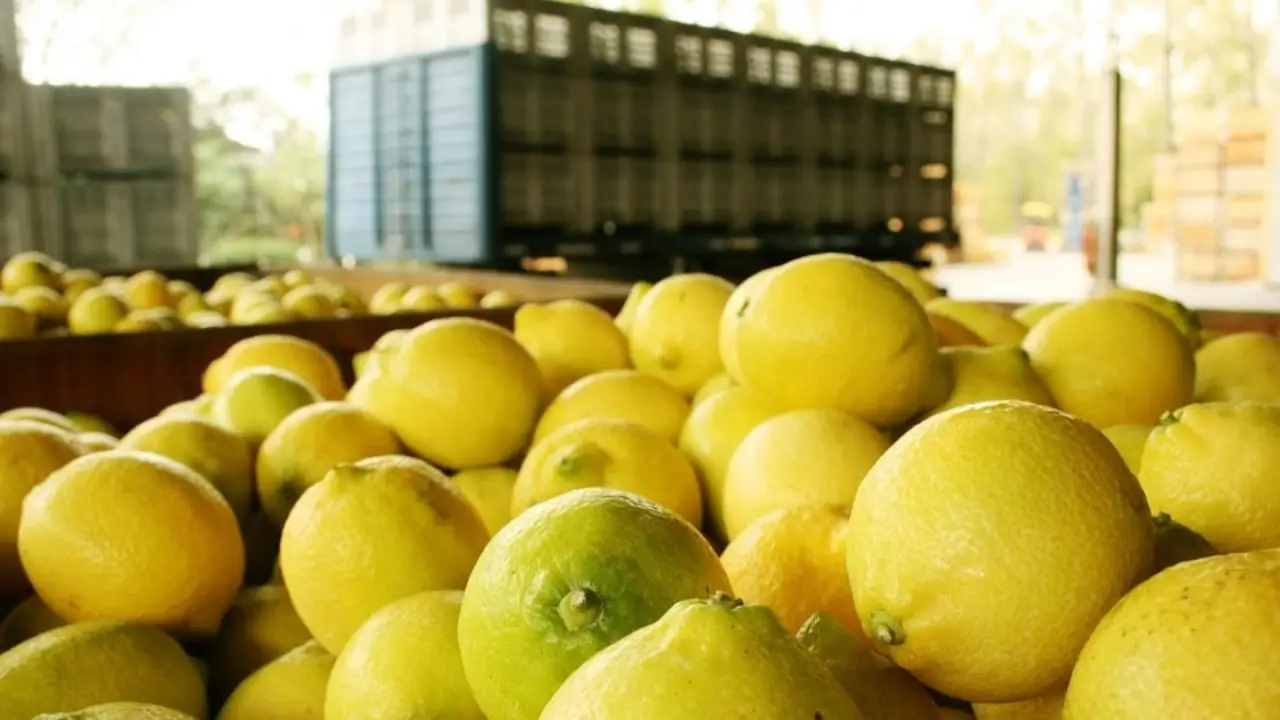 Mientras Jaldo recibe a Milei, productores rechazan la importación de limones y alertan por el impacto en Tucumán