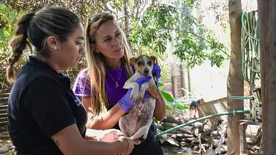 Rescataron 81 perros en condiciones de abandono extremo en Mendoza: hay un detenido Rescataron 81 perros en condiciones de abandono extremo en Mendoza: hay un detenido