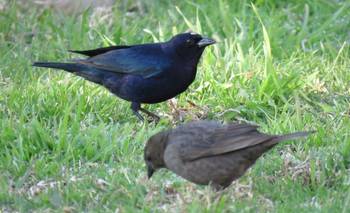 No es lo que pensás: impacto por el significado de escuchar cuervos en el patio | Animales